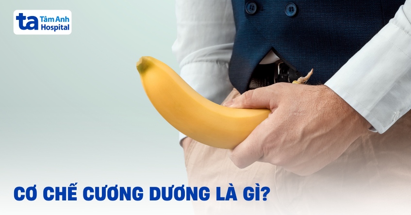 Quá trình cương dương là gì? Cơ chế hoạt động