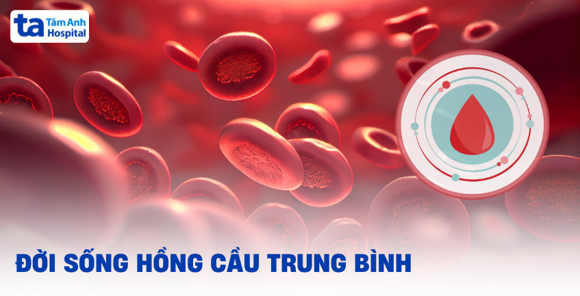 Đời sống hồng cầu trung bình là bao lâu, sống được mấy ngày?