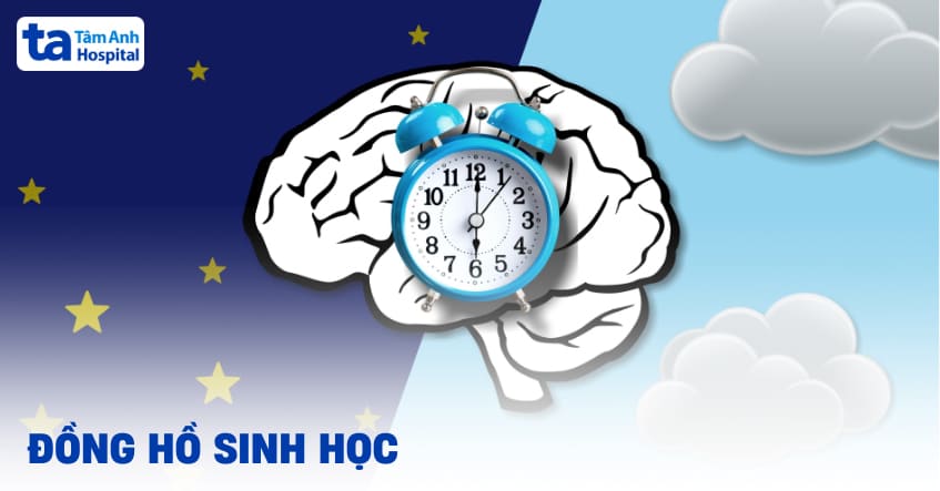 Đồng hồ sinh học là gì? Có tác dụng thế nào với giấc ngủ?