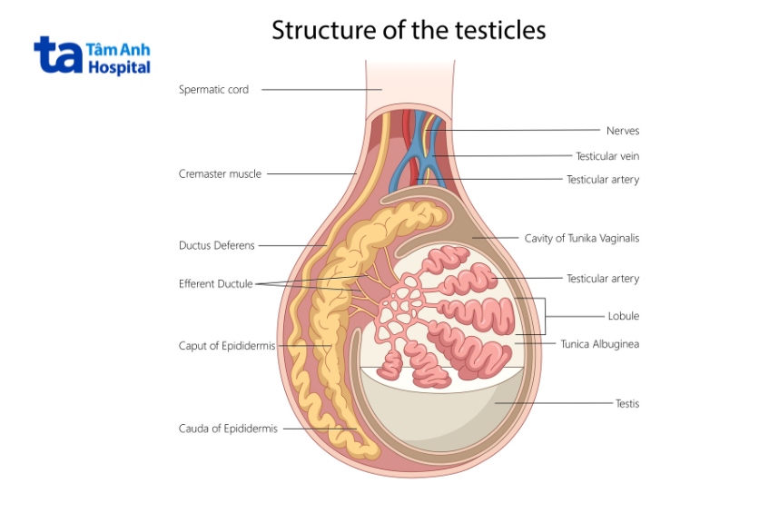 Động mạch ở tinh hoàn là cấu trúc mạch máu đối xứng nằm ở mỗi bên tinh hoàn, bắt đầu từ động mạch chủ bụng, đi sâu xuống dưới qua cơ thắt lưng chậu lớn