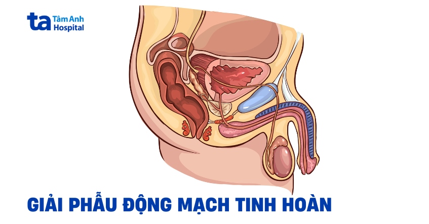 Giải phẫu động mạch tinh hoàn: Những điều cần biết