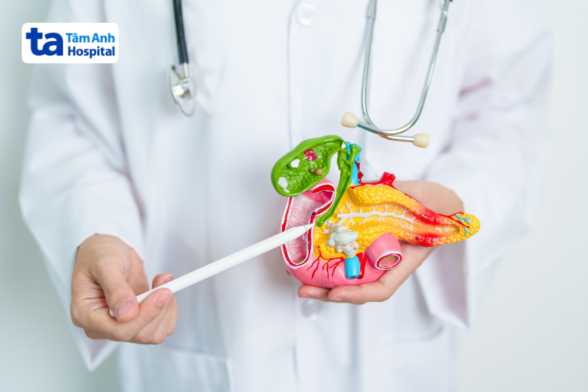 Mô hình giải phẫu tụy, túi mật và tá tràng trong chẩn đoán các bệnh thường gặp ở tụy