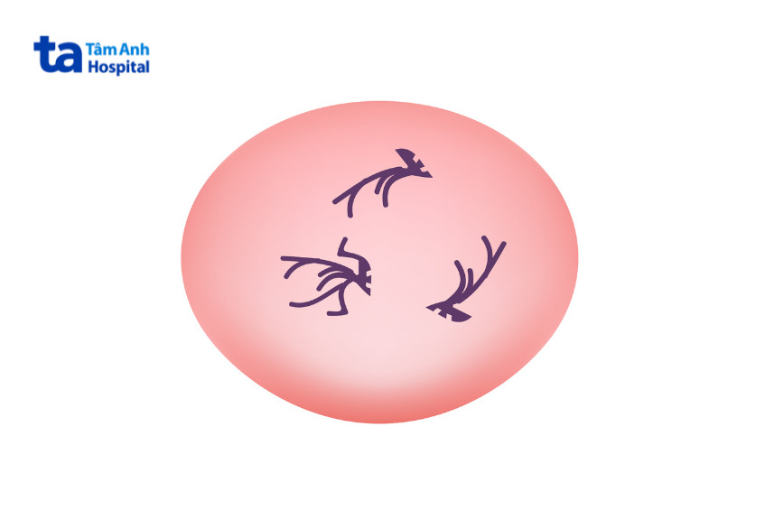 hình ảnh minh họa của hồng cầu lưới