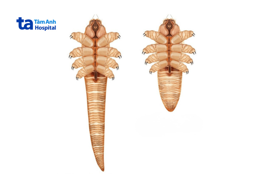 hình ảnh nhận biết demodex