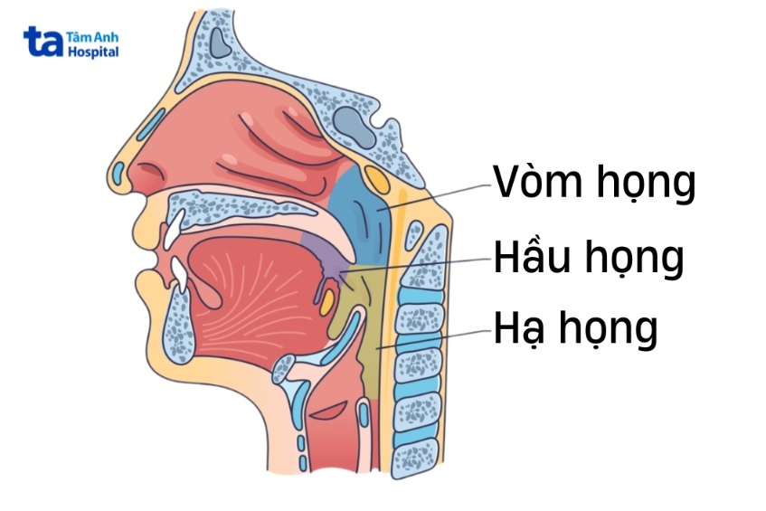 hình minh họa cấu trúc vòm họng