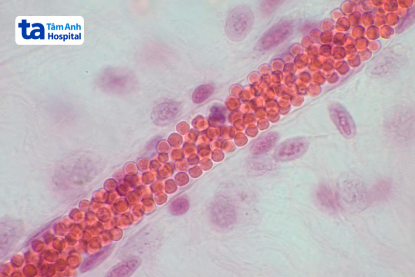 Mạch máu với các tế bào máu đỏ dưới kính hiển vi quang học
