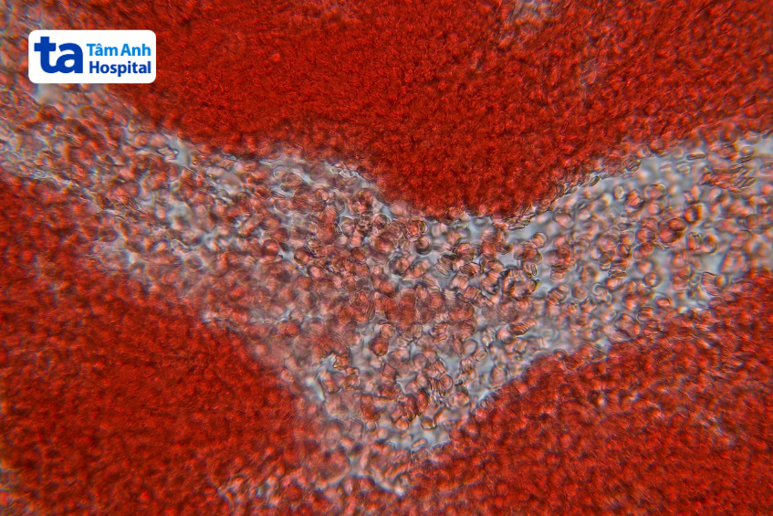 máu của con người dưới kính hiển vi