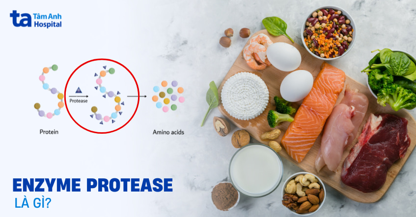 Enzyme Protease là gì? Chức năng trong điều trị bệnh