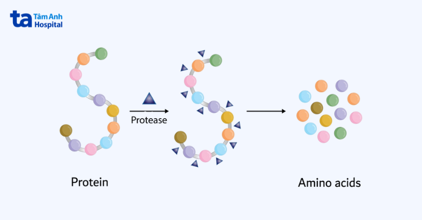 Minh họa enzym protease phân giải protein thành các axit amin qua cơ chế thủy phân