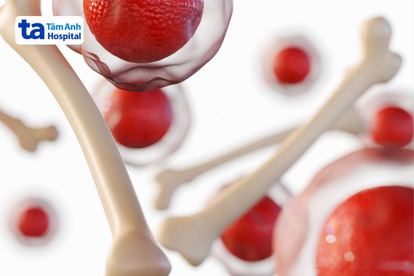 quá trình sản sinh hồng cầu bắt đầu từ tế bào gốc tạo máu trong tủy xương