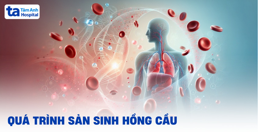 Quá trình sản sinh hồng cầu diễn ra như thế nào? Các yếu tố ảnh hưởng