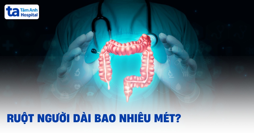 ruột người dài bao nhiêu mét