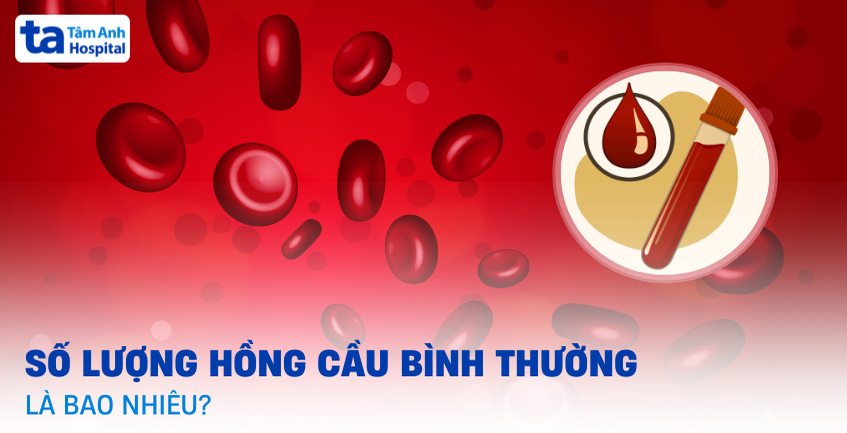 Số lượng hồng cầu bình thường là bao nhiêu? Làm sao để duy trì?