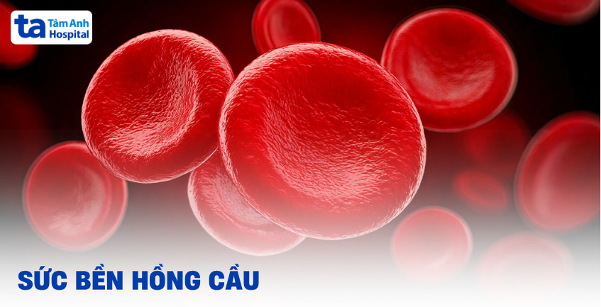 Quy trình xét nghiệm sức bền hồng cầu và ý nghĩa chỉ số sau kiểm tra