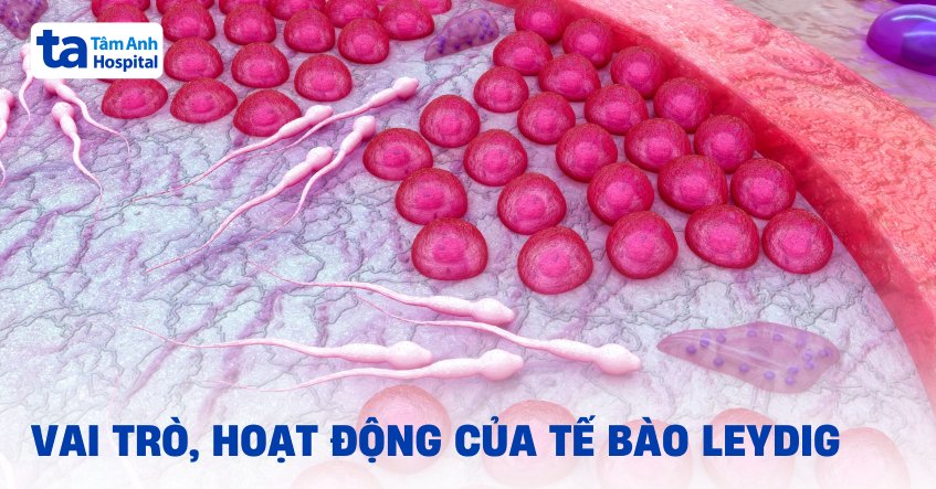 Tế bào Leydig ở đâu? Vai trò và chức năng hoạt động là gì?