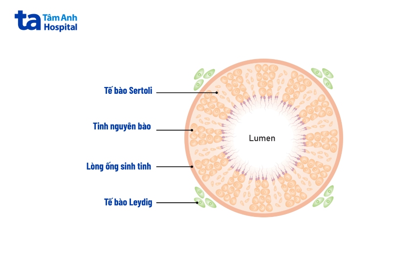 Tế bào này sản xuất protein có chức năng chuyển hóa nội sinh và giảm stress oxy hóa