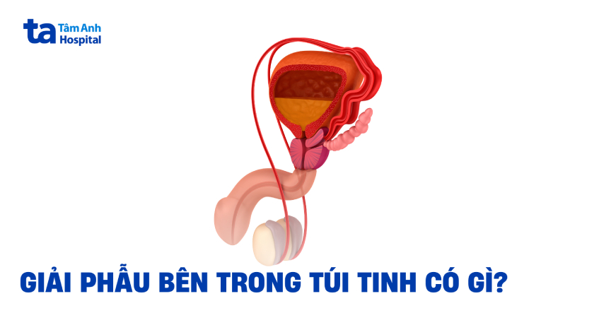 Túi tinh nằm ở đâu? Chức năng và giải phẫu bên trong chứa gì?