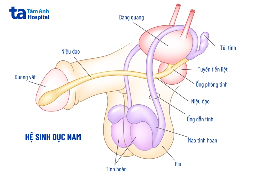 Túi tinh nằm phía sau bàng quang, ngay phía trên tuyến tiền liệt