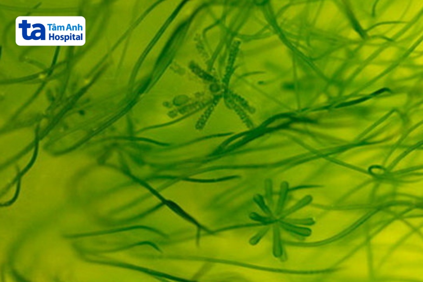 ưu tiên nguồn tảo hữu cơ, có nguồn gốc xuất xứ