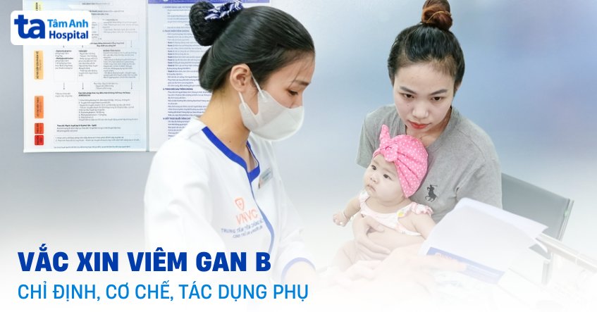 Các loại vắc xin viêm gan B: Chỉ định, cơ chế và tác dụng phụ