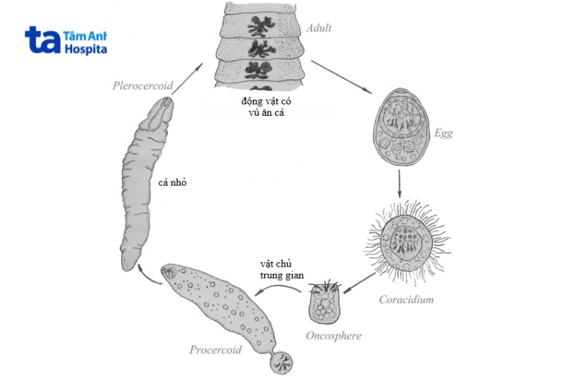 hình minh họa vòng đời của sán cá