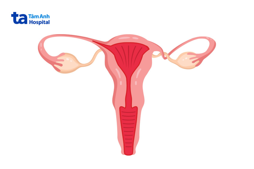 ảnh minh họa xoắn buồng trứng