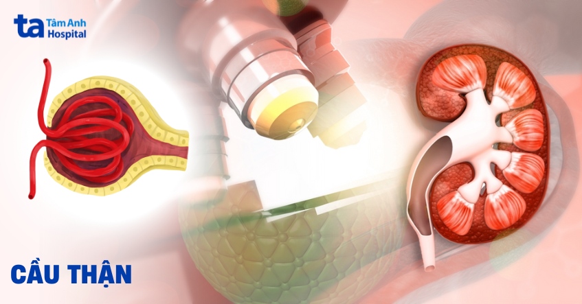 Cấu tạo cầu thận và chức năng đối với cơ thể