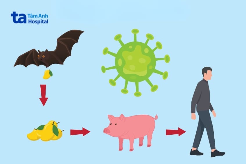 con đường lây truyền của virus Nipah