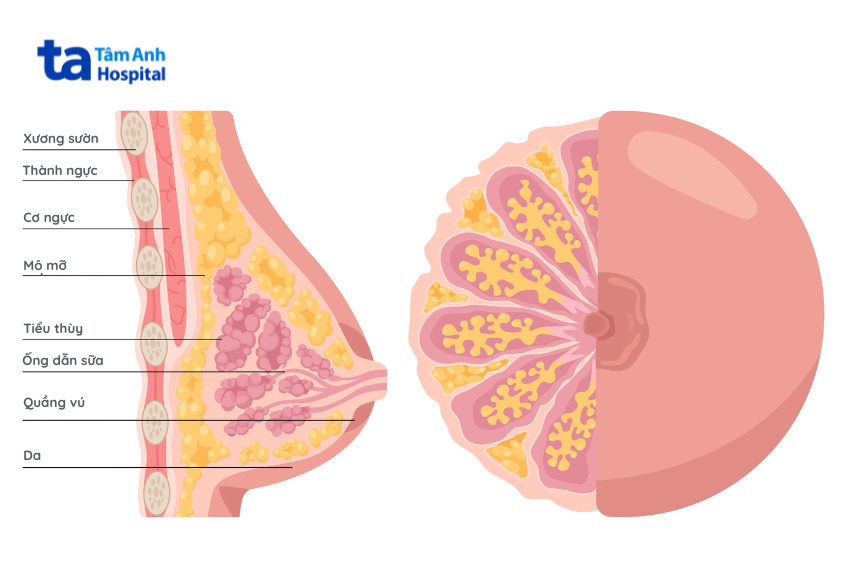 dấu hiệu nứt cổ gà