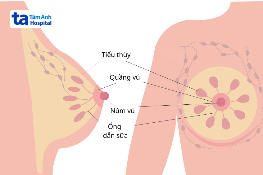 giải phẫu cấu trúc nhũ hoa