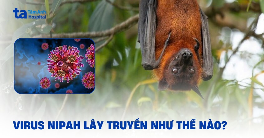 Virus Nipah lây truyền như thế nào?