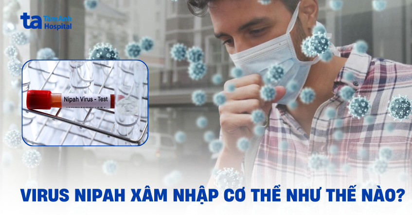Virus Nipah xâm nhập cơ thể như thế nào?