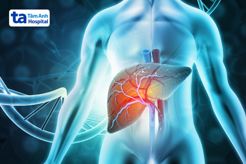 chức năng tiểu thùy gan