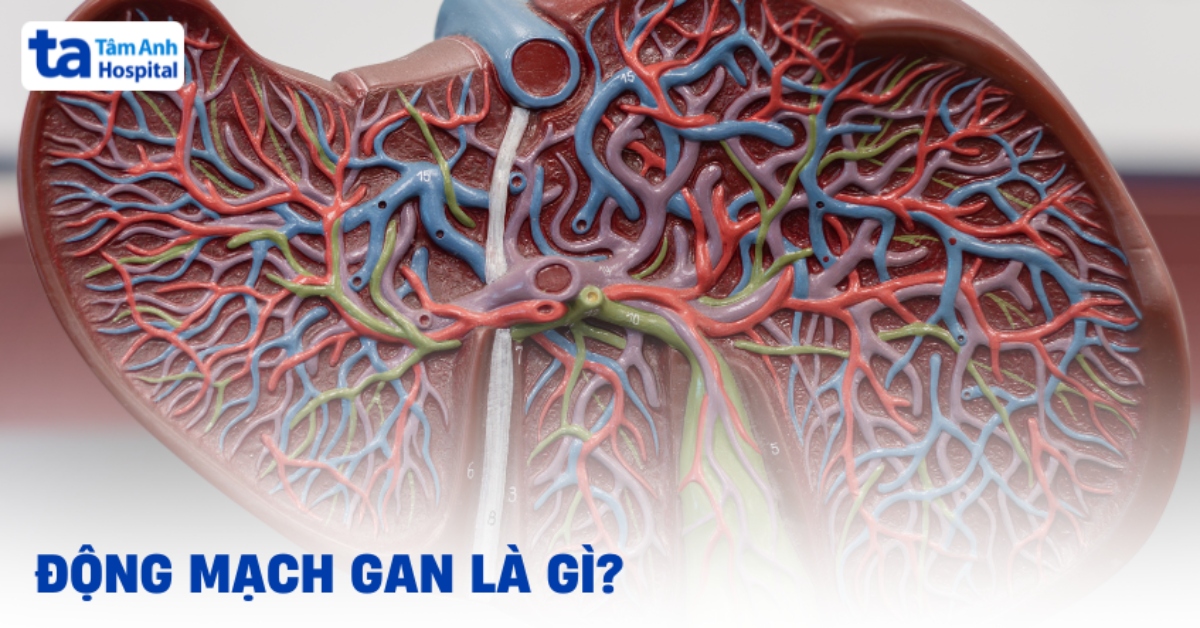 Động mạch gan là gì? Cấu trúc, biến thể giải phẫu