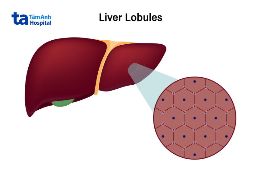 tế bào trong tiểu thùy gan