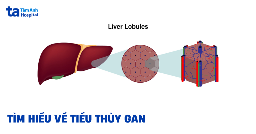 Tiểu thùy gan: Đơn vị cấu tạo của gan