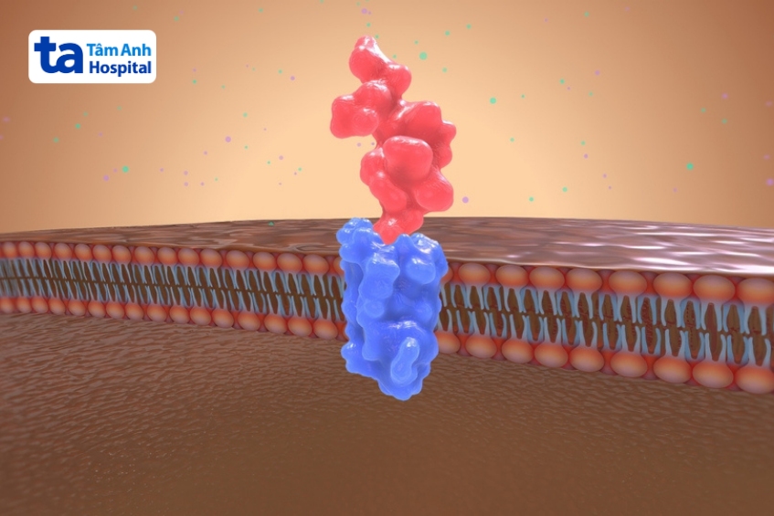 anifrolumab chặn ifn type i, giảm viêm lupus sle