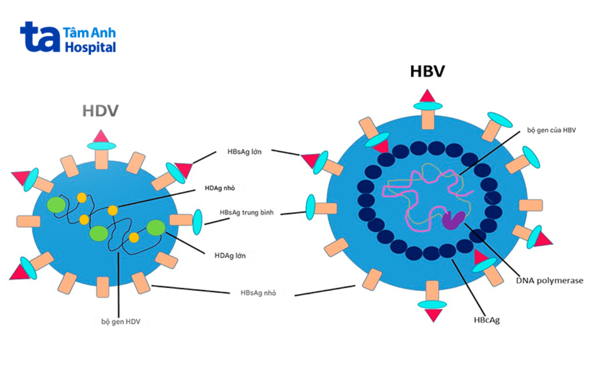 đồng nhiễm viêm gan B và D