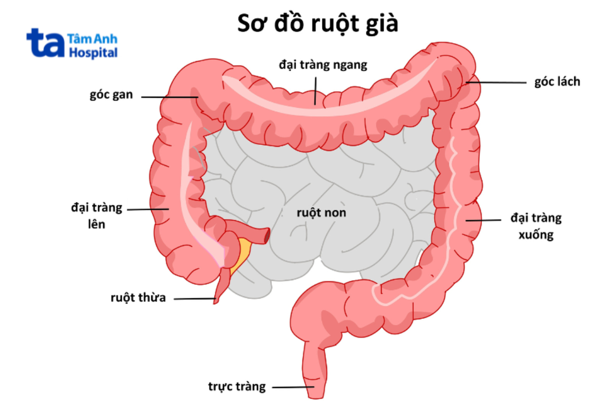sơ đồ ruột già