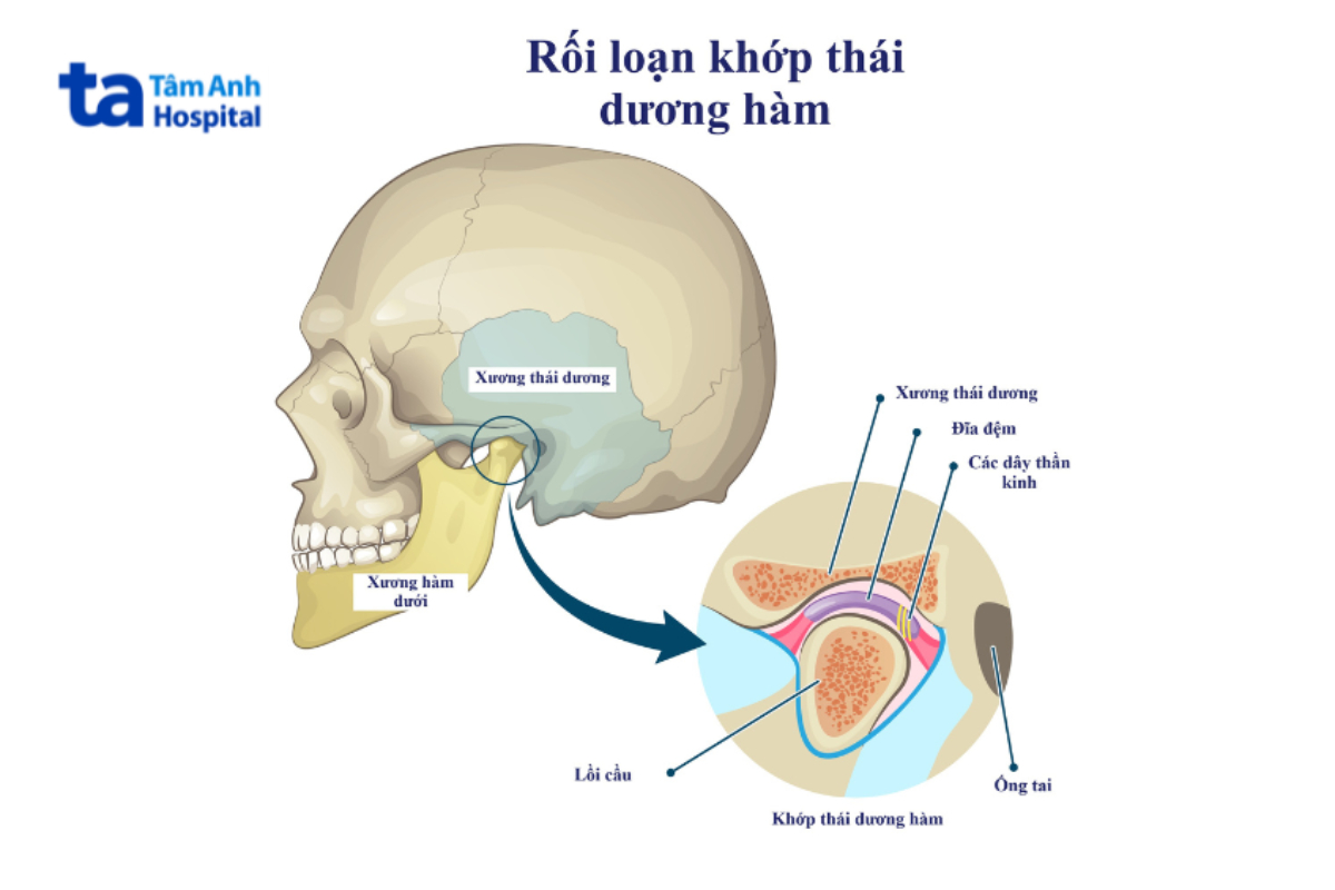 Cấu Trúc Khớp Thái Dương