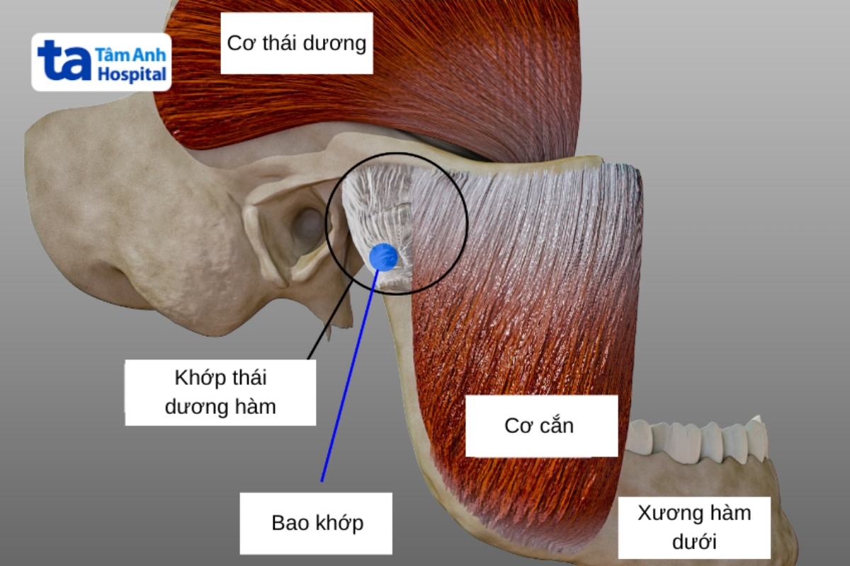 giải phẫu khớp thái dương hàm