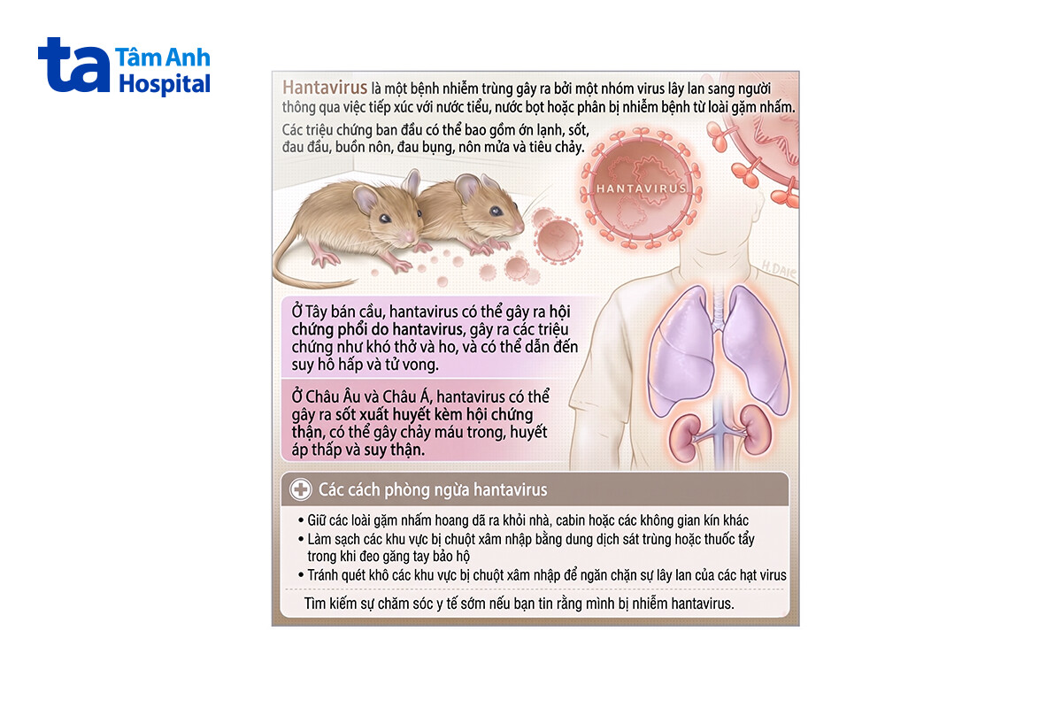 hantavirus là gì