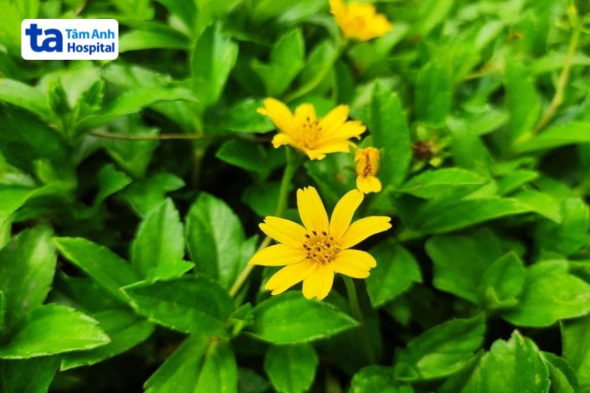 Hình Ảnh Cây Sài Đất Tươi