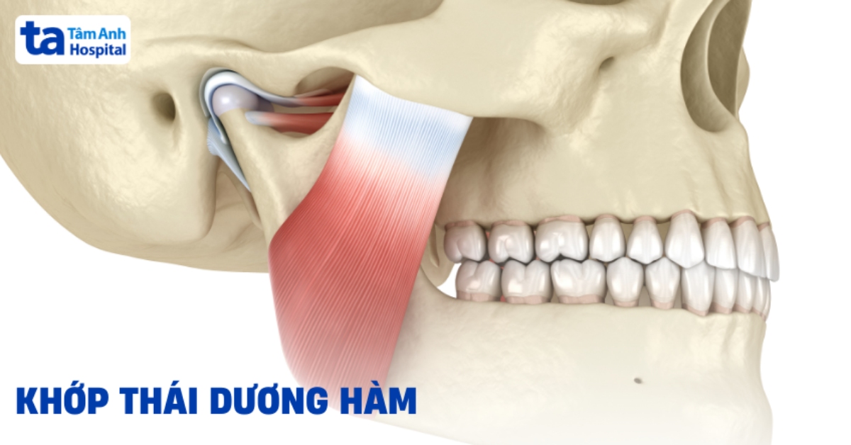 Giải phẫu khớp thái dương hàm và vai trò trong vận động hàm