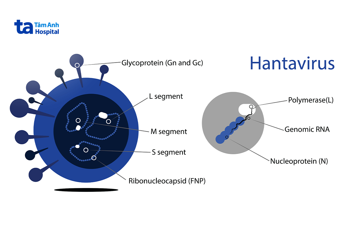 sốt xuất huyết do hantavirus nguy hiểm không