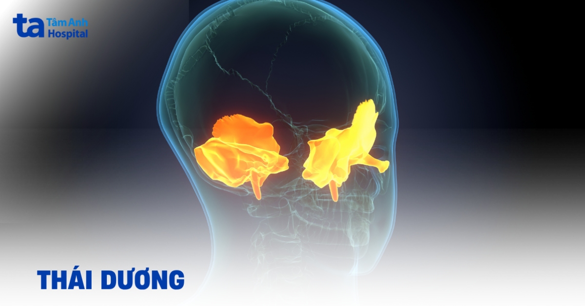 Thái dương là gì? Vị trí và vai trò trong cấu trúc vùng đầu