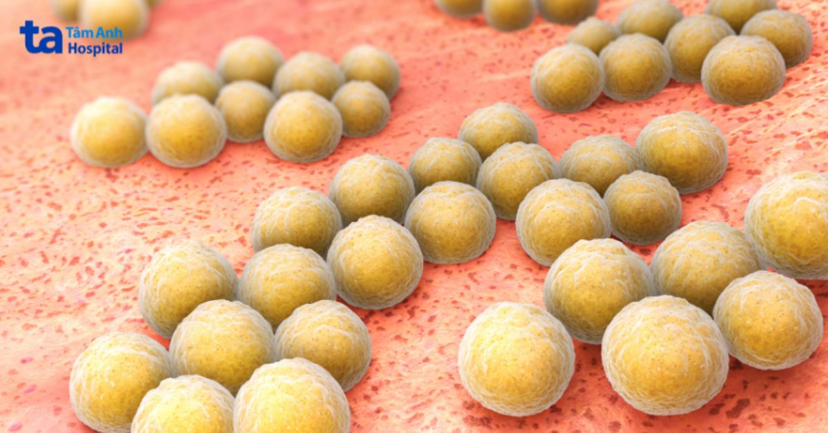 vi khuẩn staphylococcus aureus