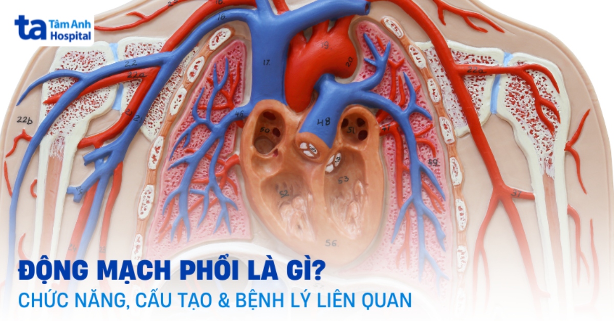 Động mạch phổi là gì? Chức năng, cấu tạo và bệnh lý liên quan