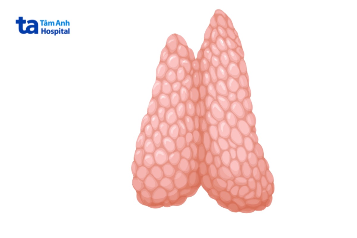 hình ảnh giải phẫu tuyến ức