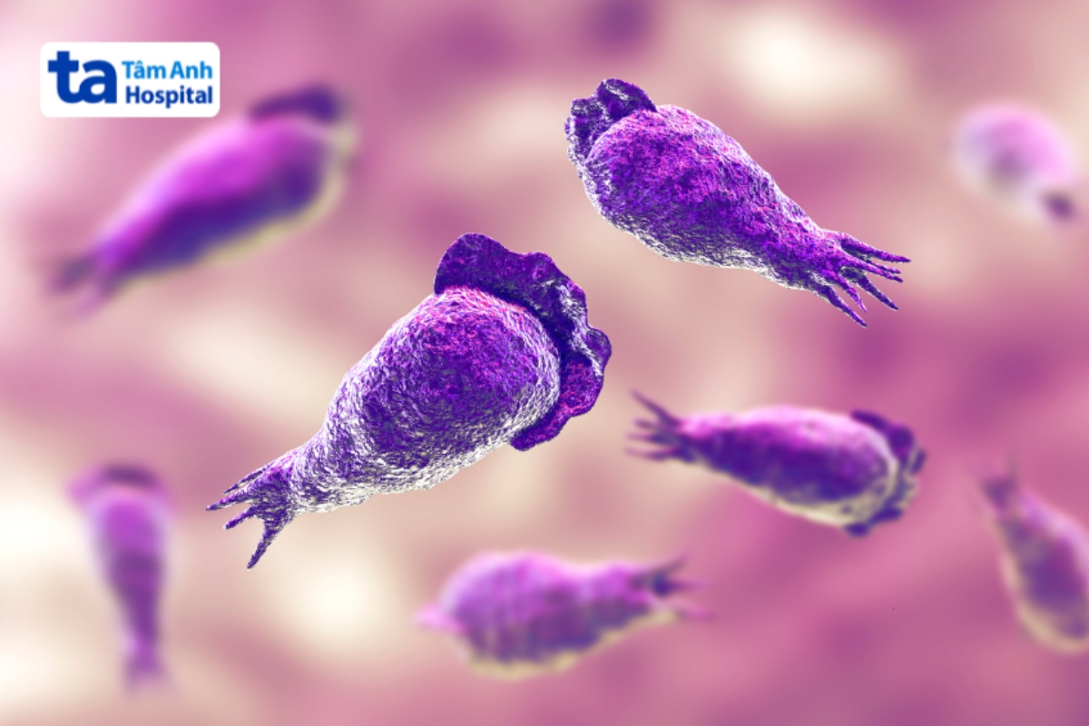 naegleria fowleri